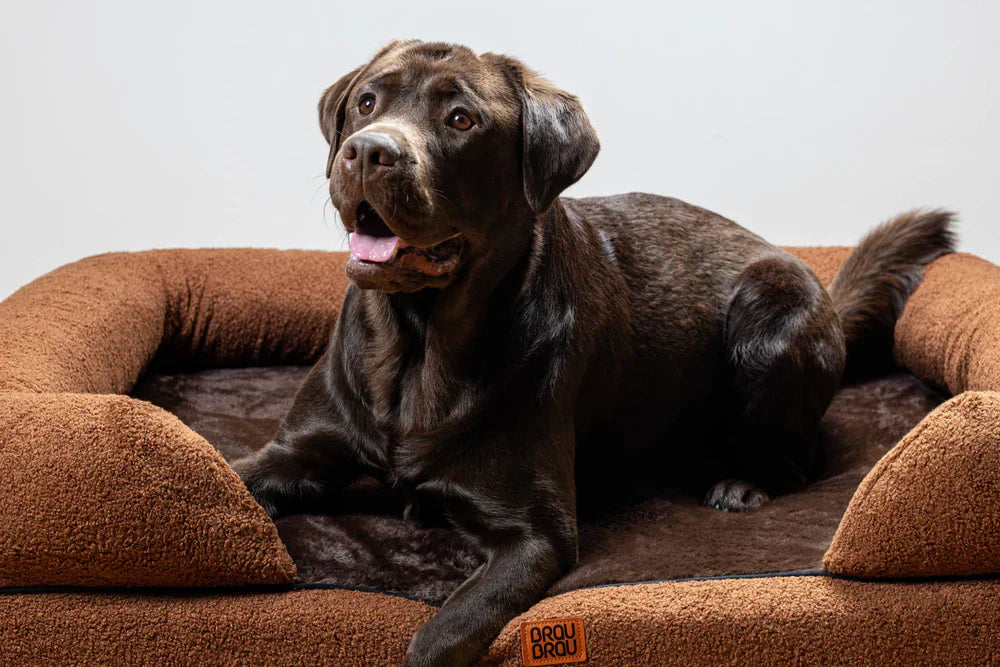 Paturi & Saltele pentru Animale de Companie (Câini & Pisici)