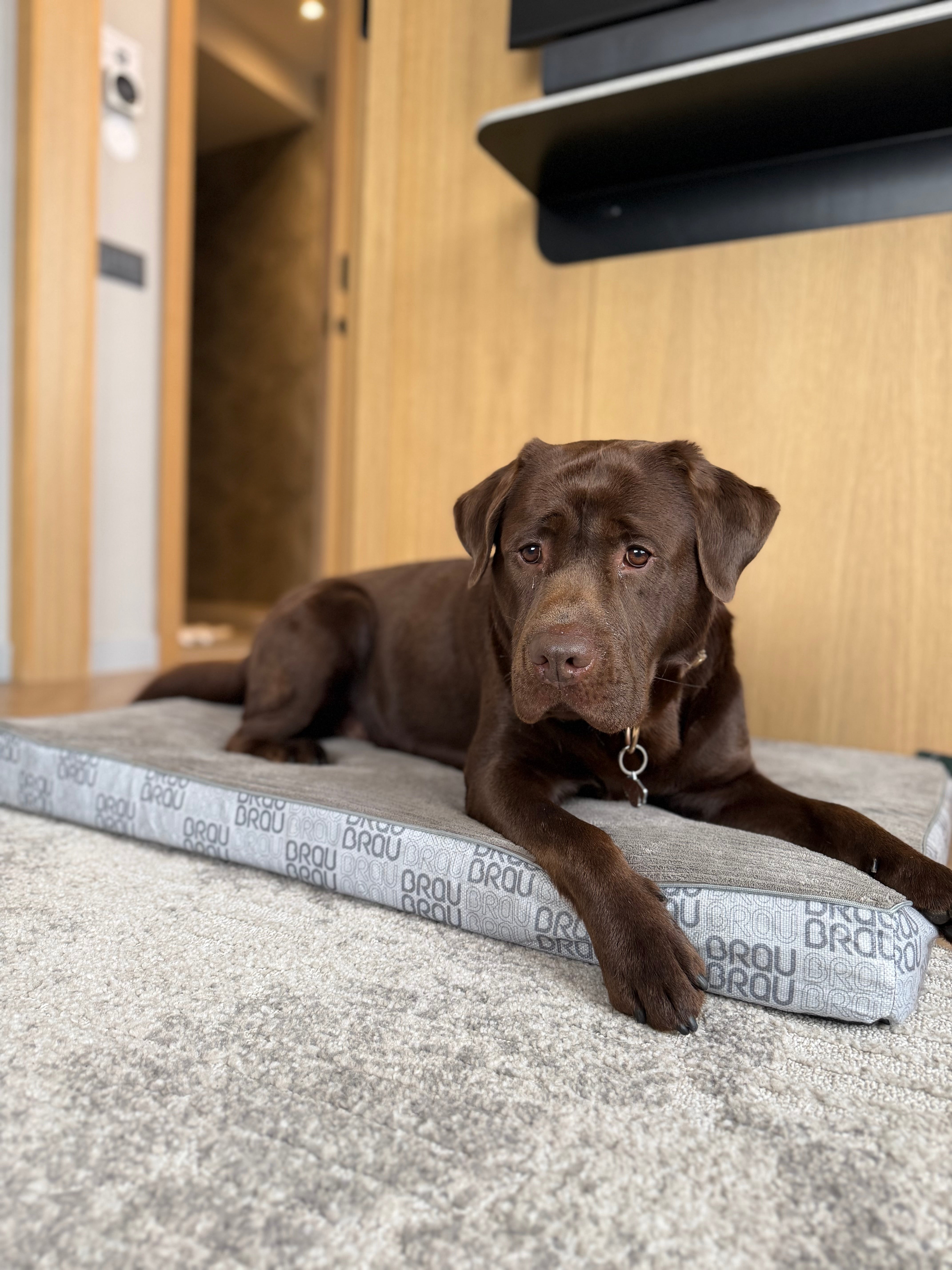Graues Bett - Orthopädische Seide BRAUBRAU für Haustiere (Hunde und Katzen)