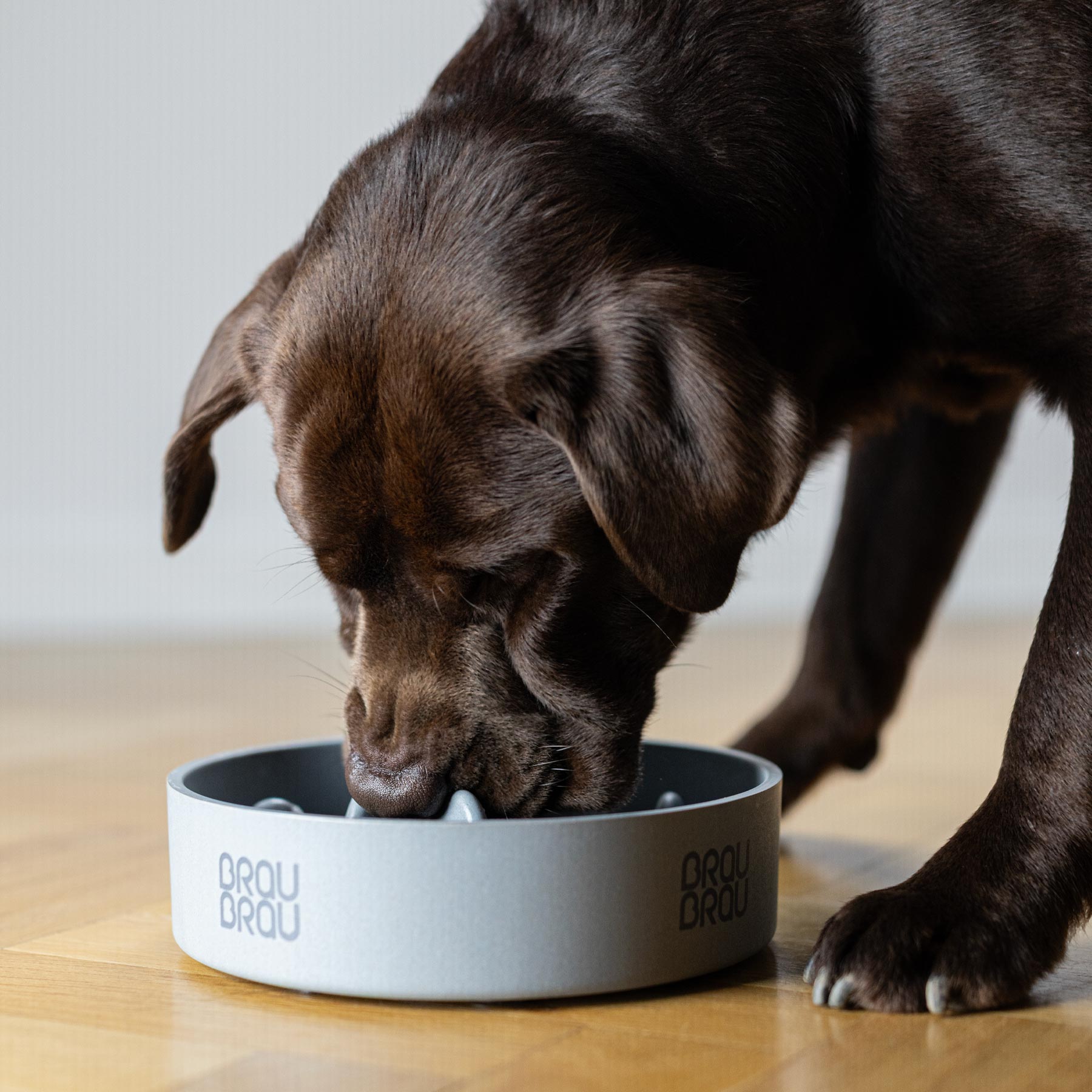 BRAUBRAU Grauer Futternapf für Haustiere (Hunde & Katzen)