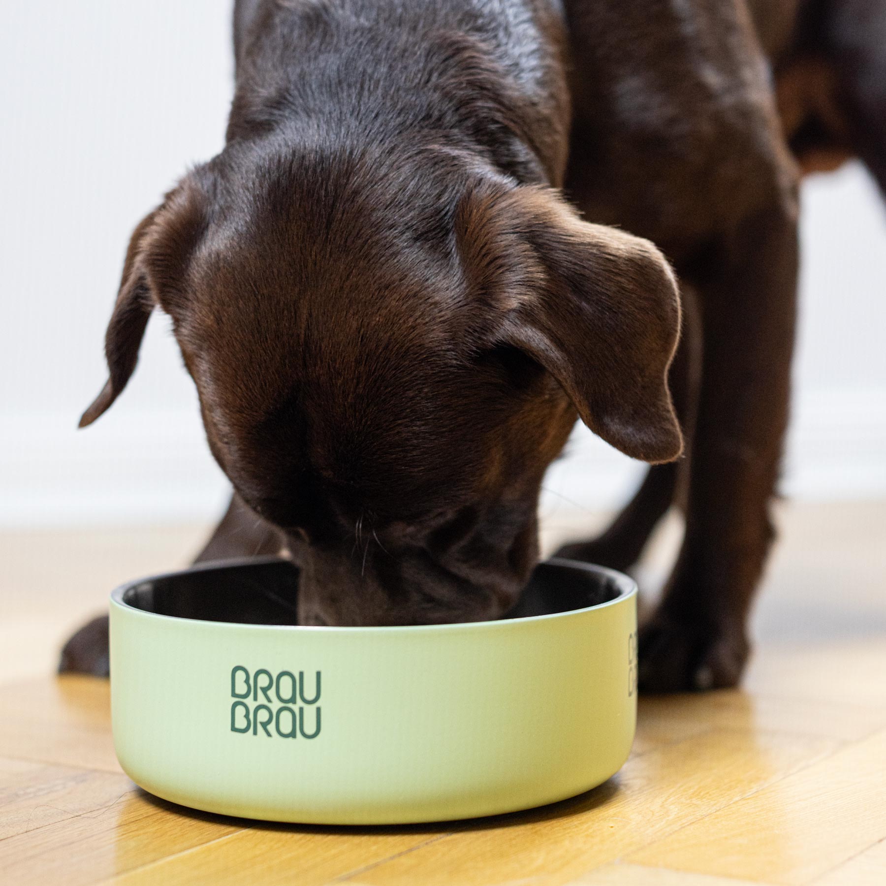 BRAUBRAU Türkisfarbener Futternapf für Haustiere (Hunde & Katzen)