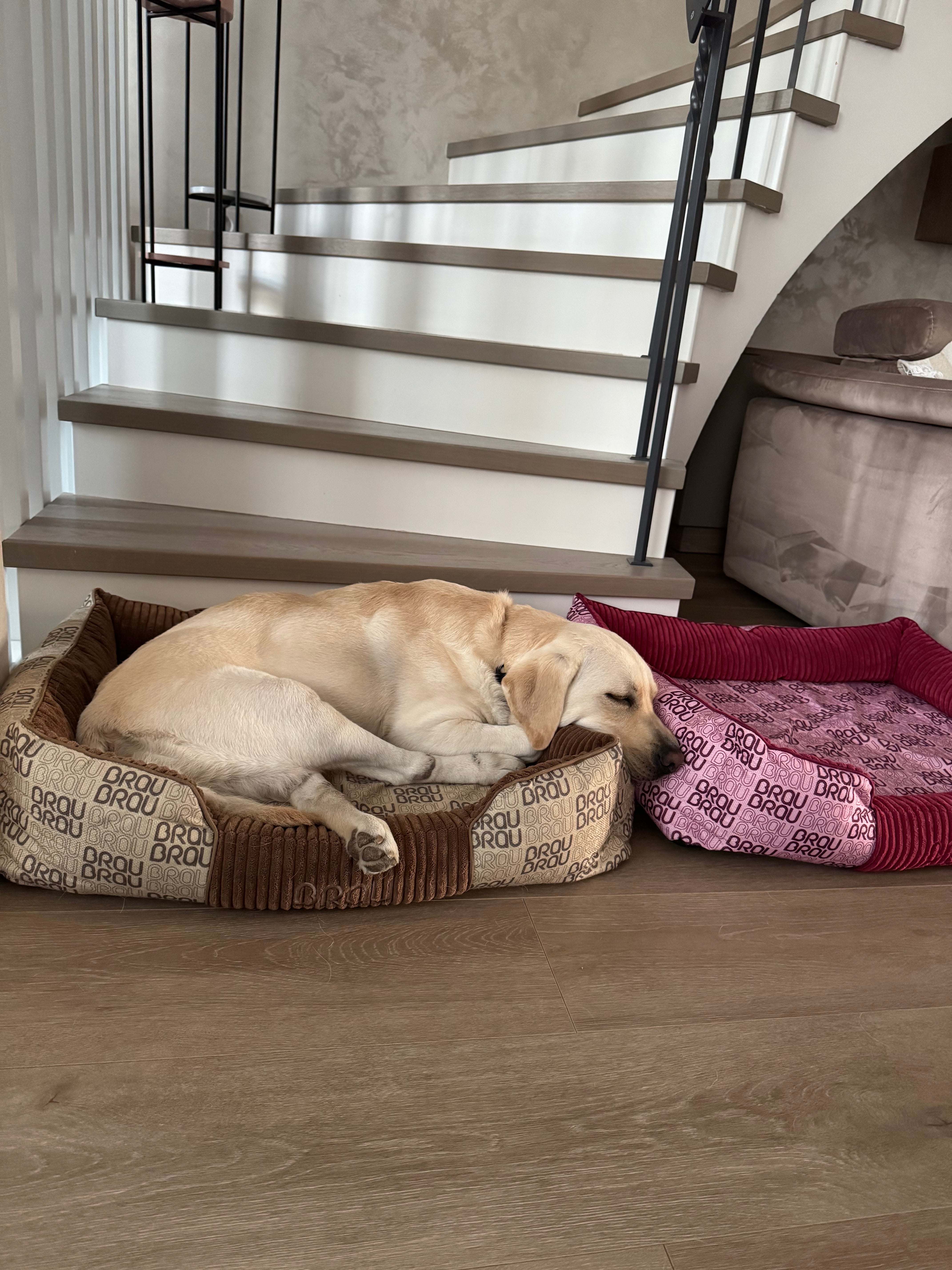 Graues Bett - Orthopädische Seide BRAUBRAU für Haustiere (Hunde und Katzen)