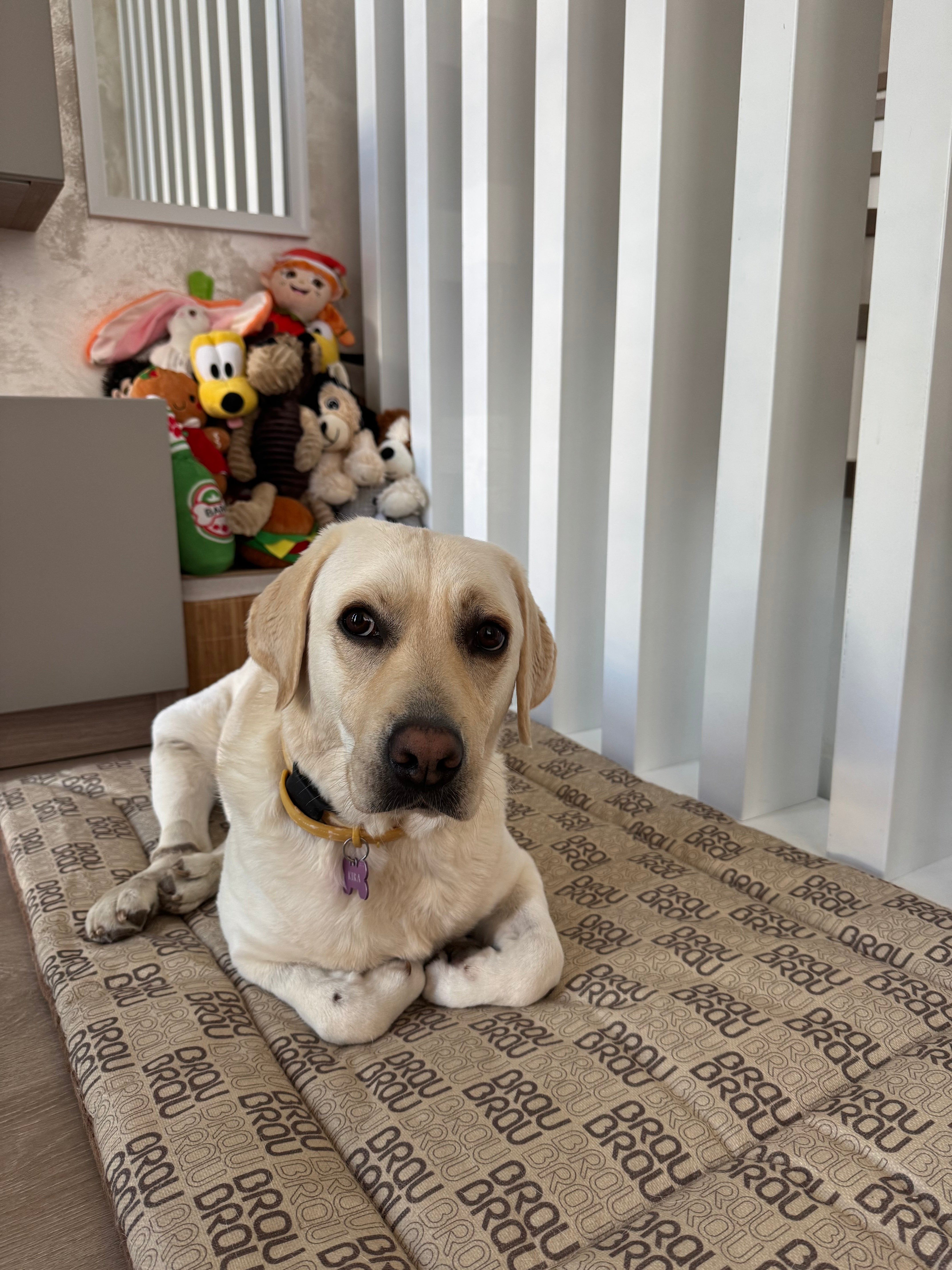 Graues Bett - Orthopädische Seide BRAUBRAU für Haustiere (Hunde und Katzen)