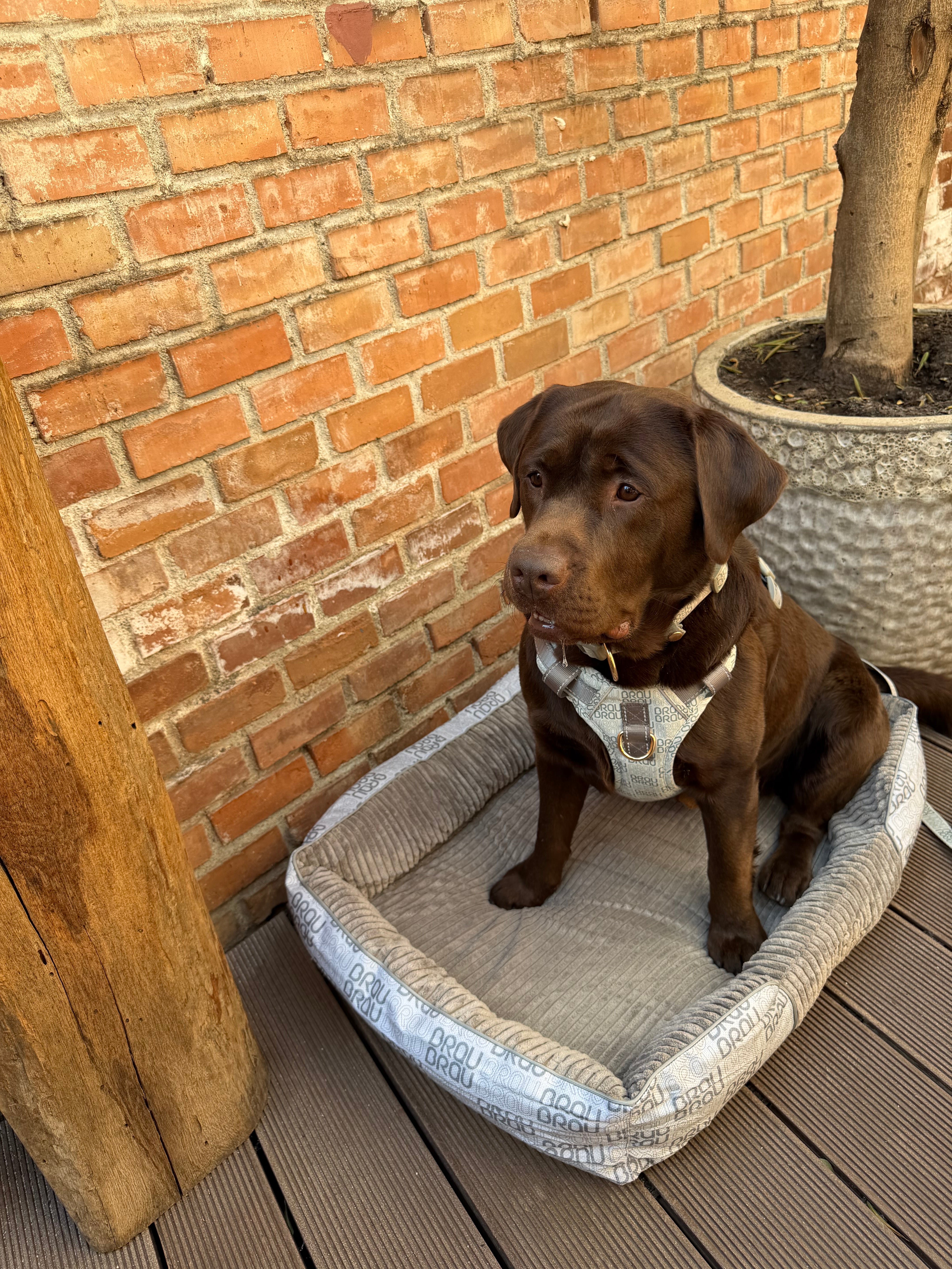 Graues Bett - Orthopädische Seide BRAUBRAU für Haustiere (Hunde und Katzen)