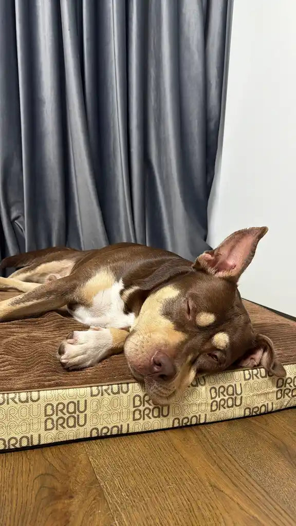 Graues Bett - Orthopädische Seide BRAUBRAU für Haustiere (Hunde und Katzen)