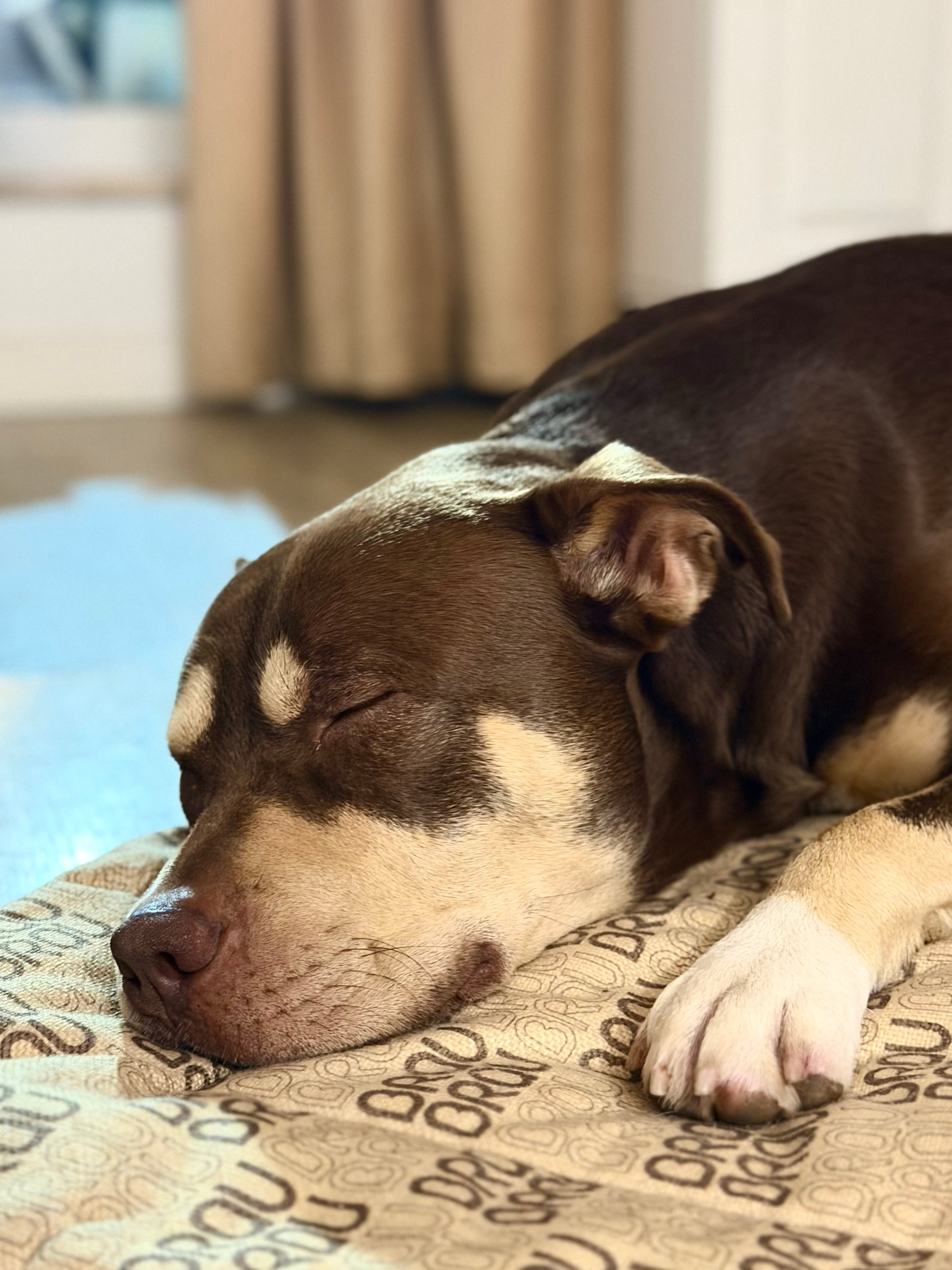 Graues Bett - Orthopädische Seide BRAUBRAU für Haustiere (Hunde und Katzen)