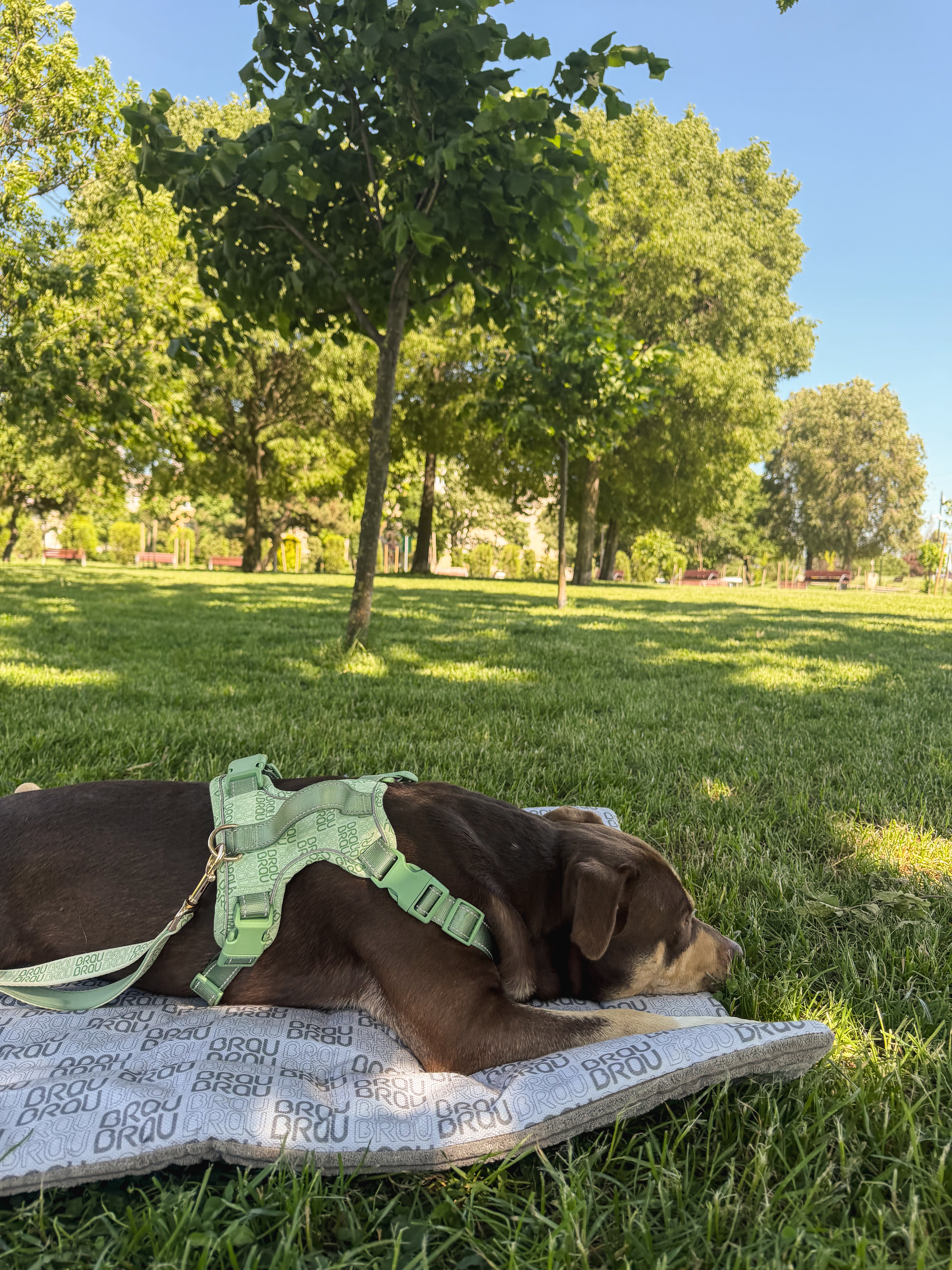 Graues Bett - Orthopädische Seide BRAUBRAU für Haustiere (Hunde und Katzen)