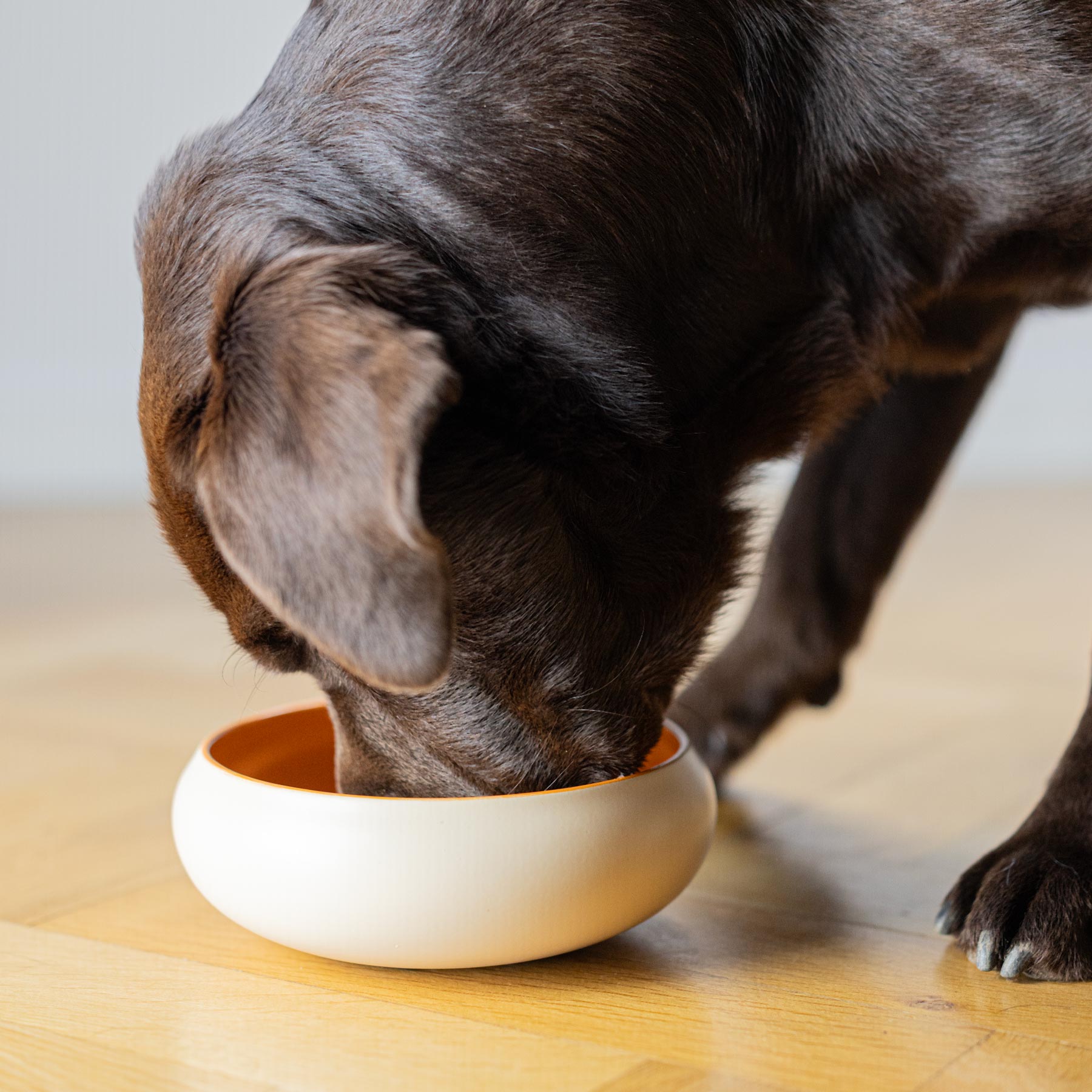 BRAUBRAU Beige-Orangefarbener Futternapf für Haustiere (Hunde &amp; Katzen)