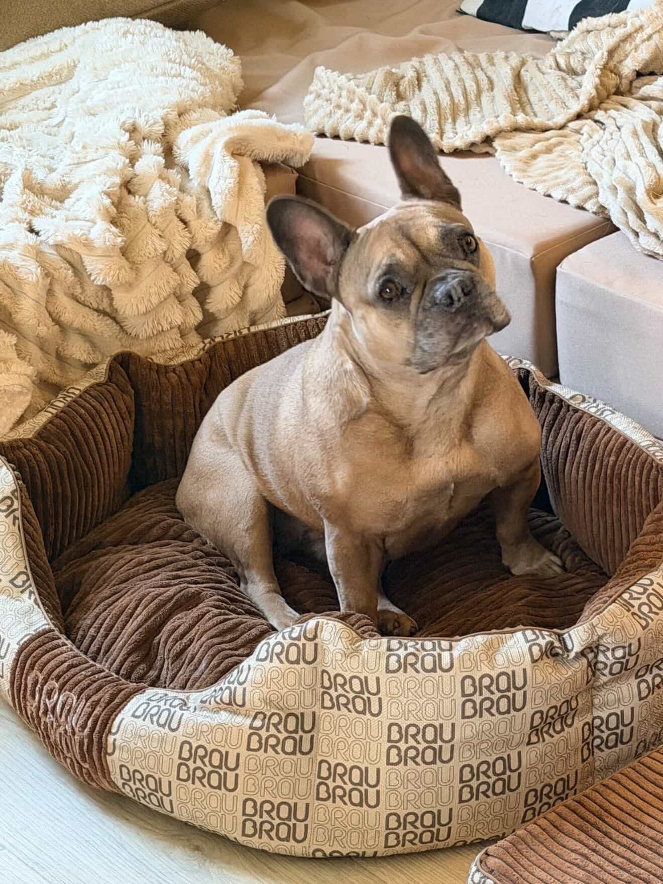 Graues Bett - Orthopädische Seide BRAUBRAU für Haustiere (Hunde und Katzen)