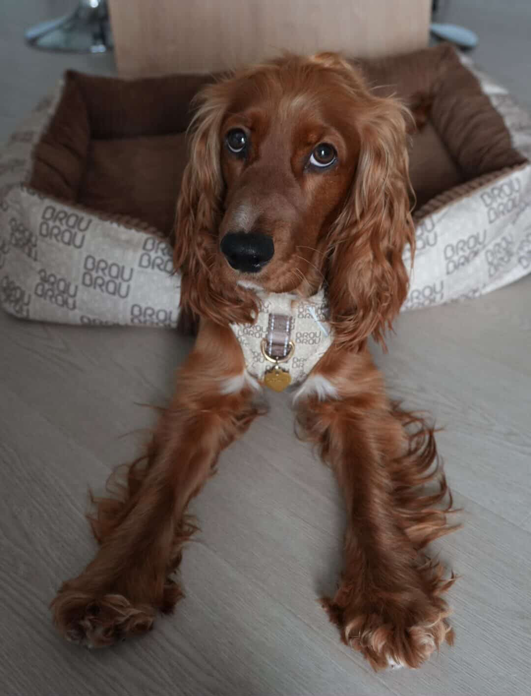 Graues Bett - Orthopädische Seide BRAUBRAU für Haustiere (Hunde und Katzen)