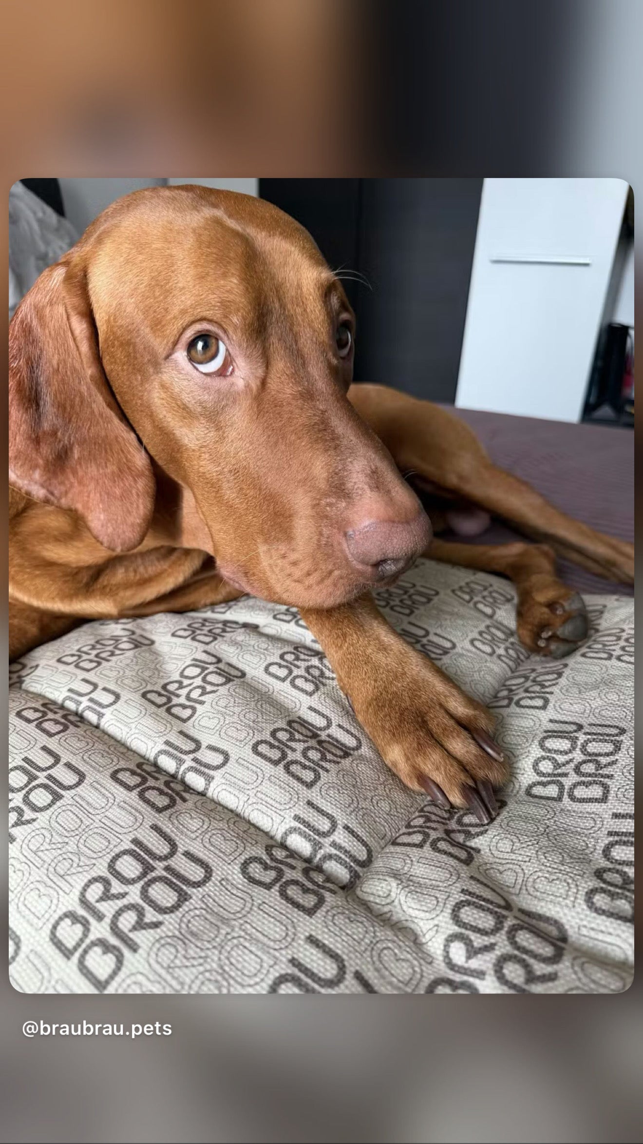 Graues Bett - Orthopädische Seide BRAUBRAU für Haustiere (Hunde und Katzen)